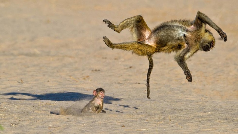 Baby baboon watches its older sister as it does backflips in Ruaha National Park, Tanzania (Marc Mol, Comedy Wildlife Photography Awards)